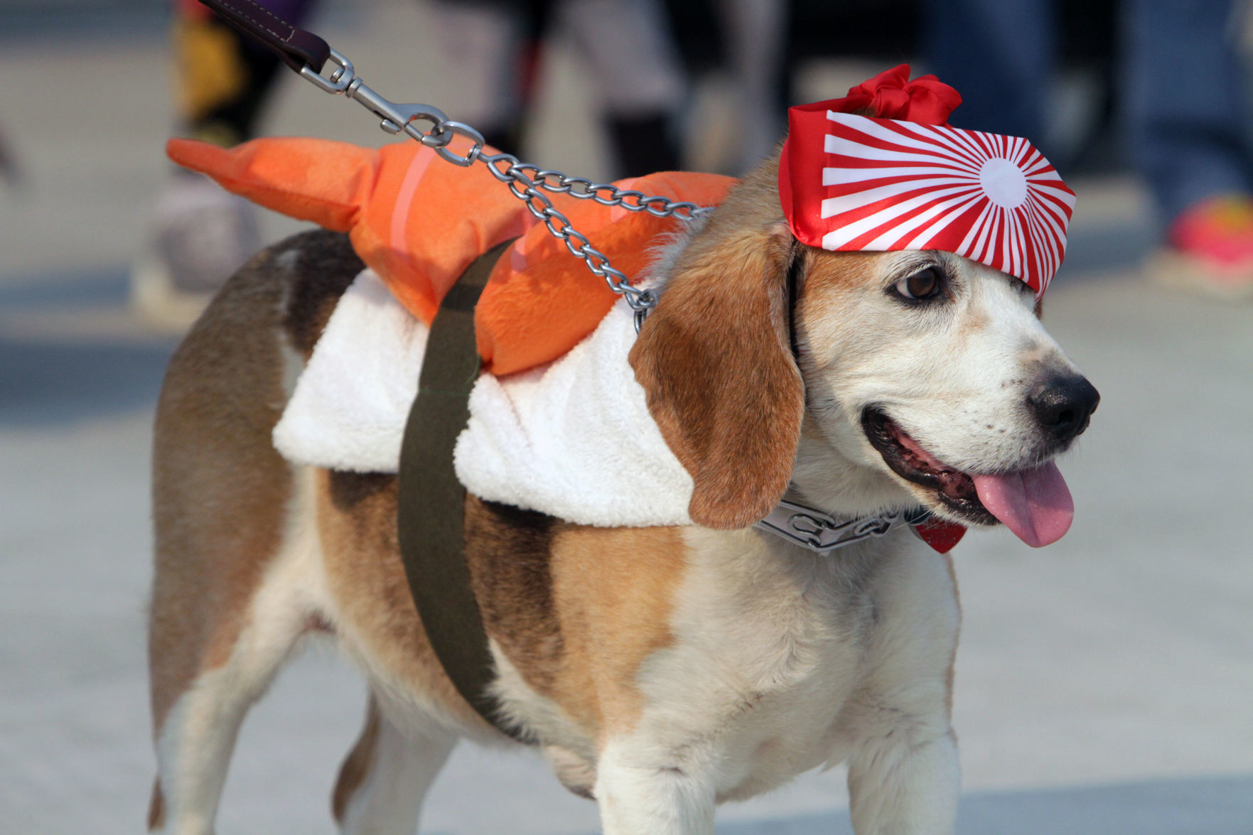 Napa Humane Walk for Animals 2018
